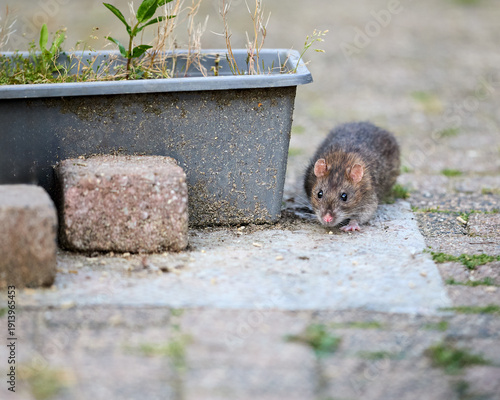 фотографія A small brown rodent, a rat, sniffs around on a paved patio next to a dark planter and two brick-like stones