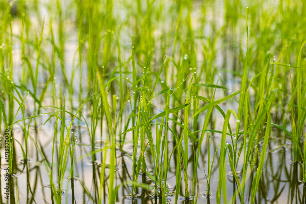 Obraz premium Young rice seedlings growing in a flooded paddy field with morning dew drops,Close-up of vibrant green rice sprouts growing through the water surface in a traditional paddy field.