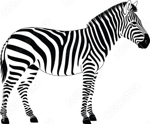 Zebra black and white striped animal wildlife silhouette African savanna mammal isolated clipart icon nature flat vector illustration, flat vector illustration
