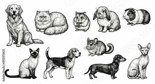 Collection of Hand Drawn Pets.