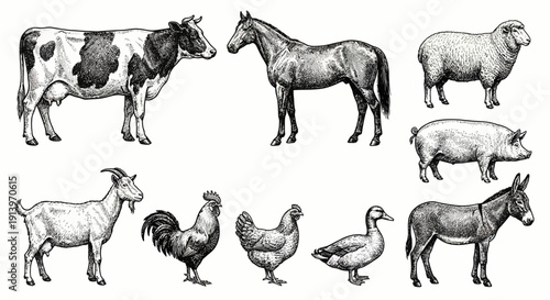 Farm Animals in Black and White.