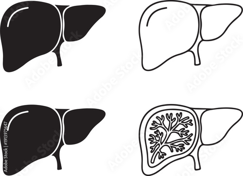 Four depictions of a human liver in varying styles showcasing anatomical structure