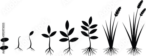 Plant growth stages silhouette illustration showing seed germination, sprouting, root development, seedling and mature grain crop with ears, botanical agriculture lifecycle isolated.