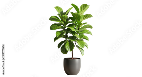 Vibrant green Ficus lyrata plant with large, glossy leaves in a charcoal gray ceramic pot, ideal for interior design. isolated PNG with Transparent Background