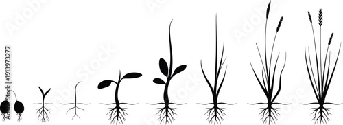 Plant growth stages silhouette showing seed germination, young sprout, root development and mature grain crop, botanical agriculture lifecycle illustration isolated on white background.