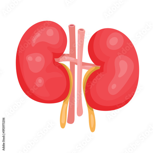 Anatomical kidneys. Flat vector clipart, illustration with isolated background.