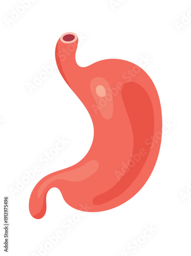 Anatomical stomach. Flat vector clipart, illustration with isolated background.