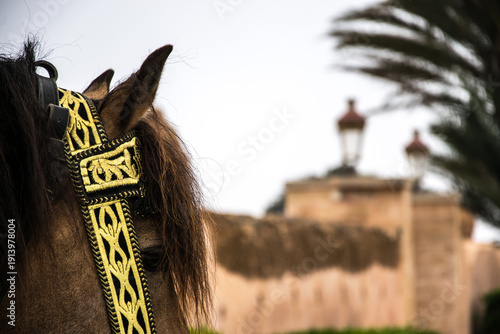 Close-up of ceremonial horse with decorative bridle at Mausoleum of Mohammed V in Rabat Morocco