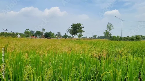 view of rice fields with rice ready to be harvested