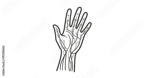 Detailed anatomical illustration of a human hand showing veins and internal structures in a line art style.