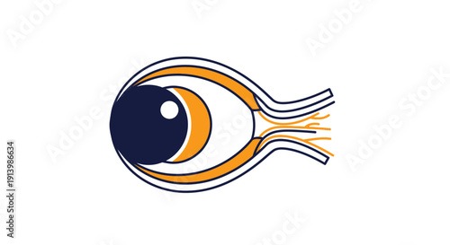 A stylized anatomical diagram illustrating the structure of the human eye with optic nerve.
