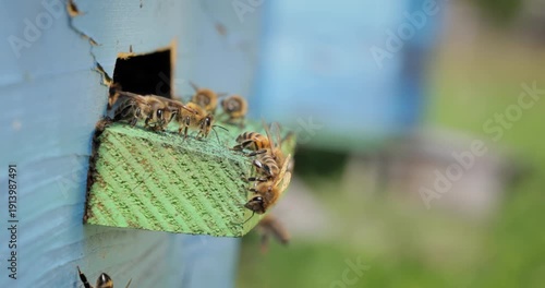 Honey bees fly near a beehive. Bees are best known to humans for their ecological roles as pollinators. Honey bees flying into wooden beehives.