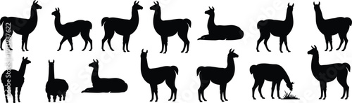 Llama and Alpaca Silhouette Collection with Standing and Sitting Poses Isolated on White Background for Farm Animal Vector Design