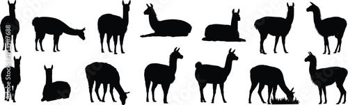 Llama and Alpaca Silhouette Set with Grazing Standing and Sitting Poses Isolated on White Background Vector Illustration