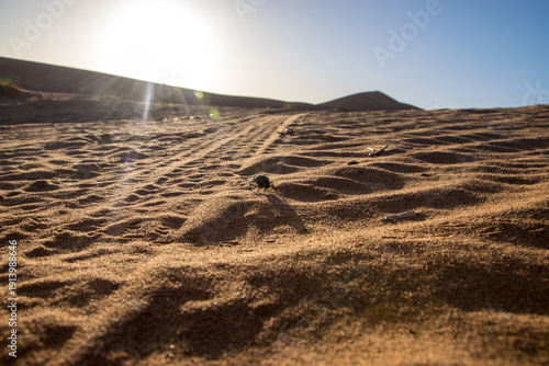 Desert beetle in Sahara Desert near Merzouga Morocco