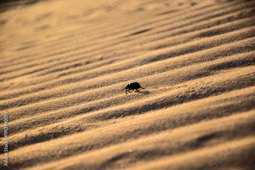 Desert beetle in Sahara near Merzouga Morocco with patterned sand at sunset