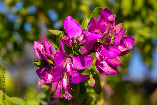 Polygala myrtifolia is a pl...