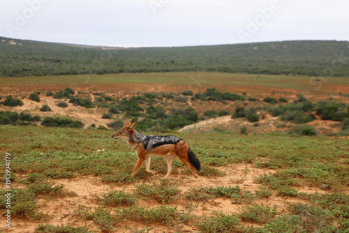 Black-backed jackal walking across sandy terrain in Addo Elephant National Park, South Africa. The predator moves through low vegetation in open semi-arid landscape.