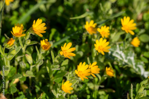 Calendula arvensis or Field...