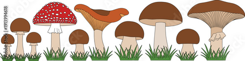 Forest Mushroom Collection with Grass – Wild Toadstools and Edible Mushrooms Vector Set