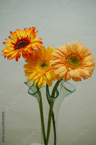 A close-up still life of three vibrant gerbera daisies in shades of orange and yellow, arranged in a modern wavy glass vase against a neutral light background
