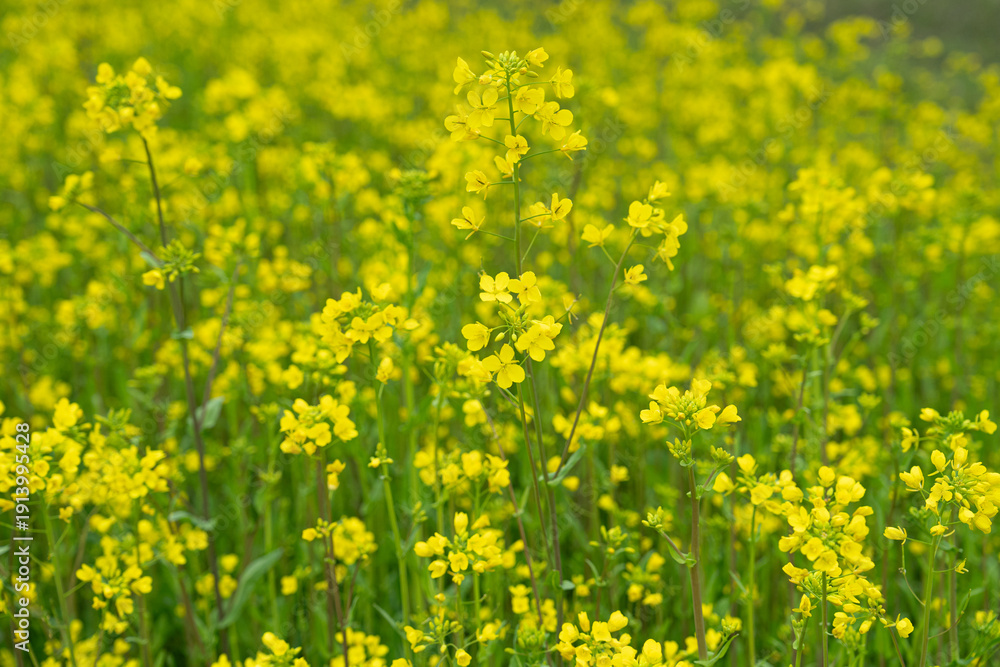 Fototapeta premium 満開の菜の花