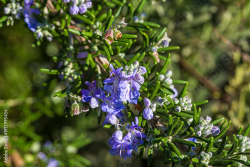 Blooming rosemary sprig. Fr...