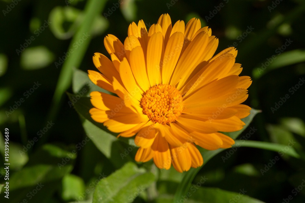 Obraz premium Calendula medicinal plant. Common marigold - Calendula officinalis blooming in summer.