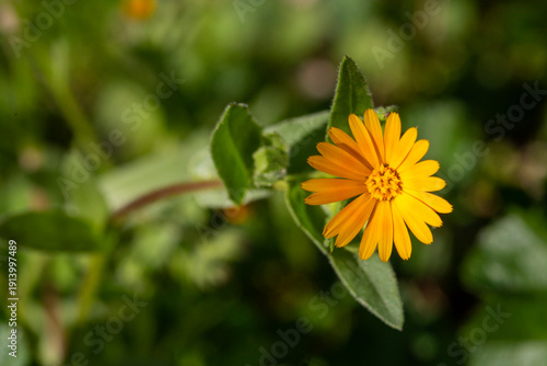 Calendula arvensis or Field...