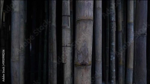 Randomly Arranged Bamboo Poles Standing Upright