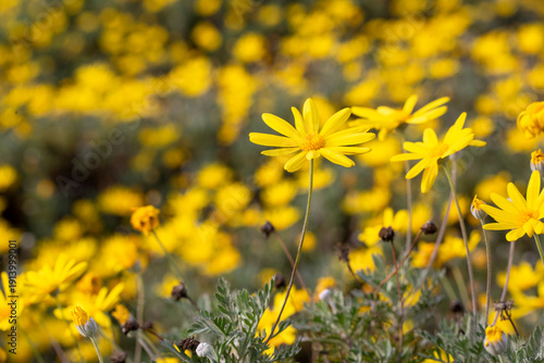 Yellow daisy bush, Scientif...