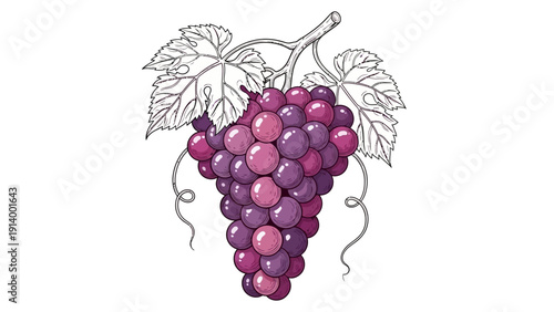 A bunch of ripe purple grapes with leaves and tendrils on a white background.