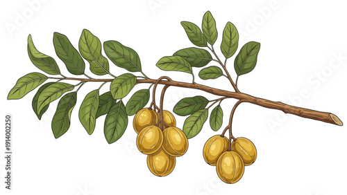 Illustration of a branch with yellow fruits and green leaves