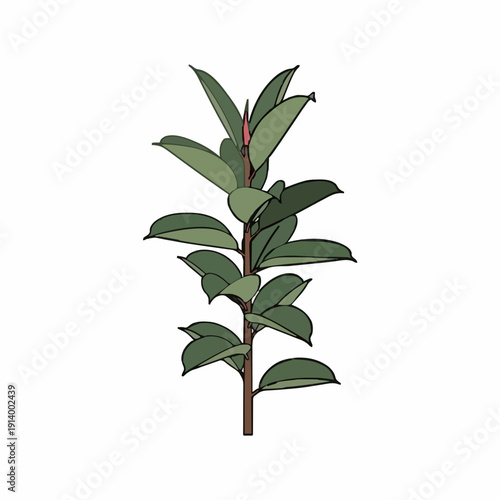 Vibrant green ficus elastica plant with large glossy leaves and a slender brown stem isolated on a clean white background providing a touch of natural beauty and simplicity