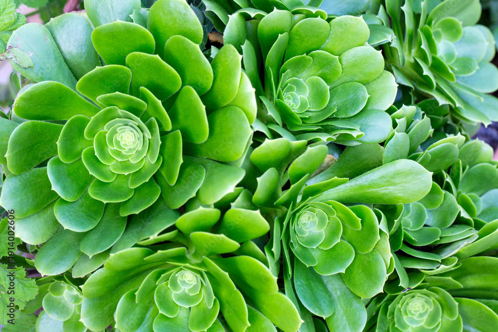 Fototapeta premium Green rosettes of the succulent endemic plant Aeonium arboreum. Aeonium, house seek or Irish rose