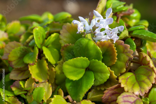 Swedish Ivy or Plectranthus...