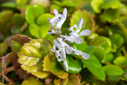 Swedish Ivy or Plectranthus...