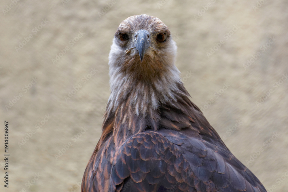 Obraz premium Pygargue de Madagascar