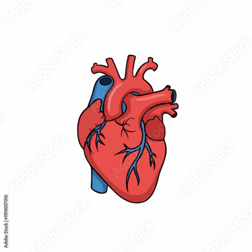 Detailed Anatomical Illustration of a Human Heart in Red and Blue Against a Clean White Background Featuring Arteries and Veins