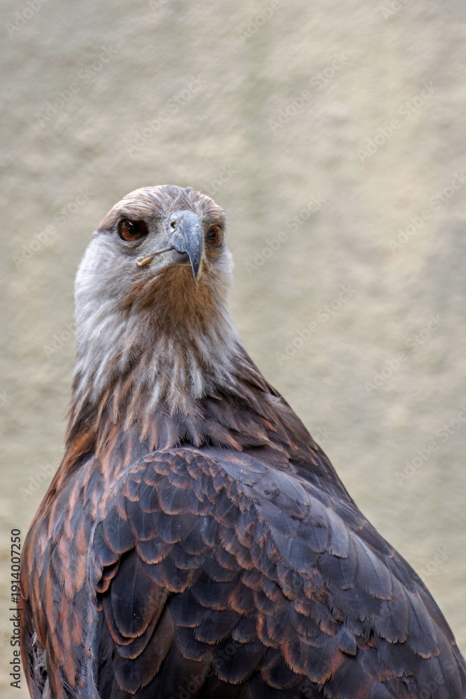 Obraz premium Pygargue de Madagascar