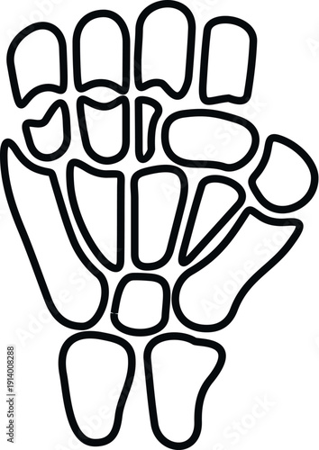 Human hand skeleton bone anatomy showing detailed carpals and metacarpals