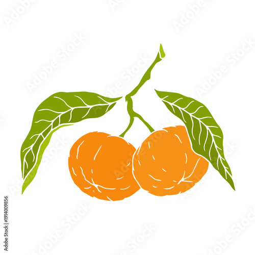 Ripe tropical mandarin fruit. Vector graphics.
