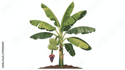 A cartoon illustration of a banana plant with green leaves and fruit growing from the stem outdoors