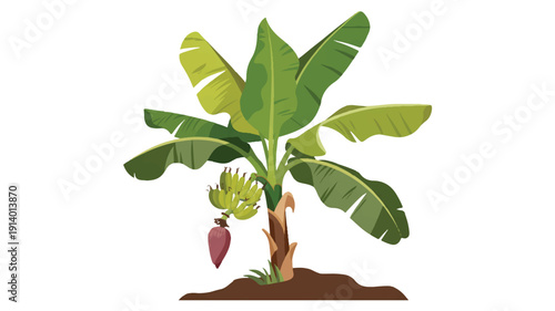 cartoon banana tree with green leaves and fruit growing on soil