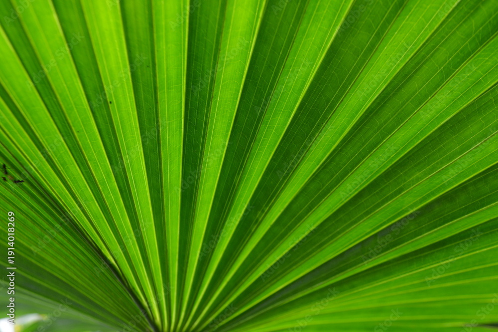 Obraz premium Vivid palm fan leaf with strong radial lines