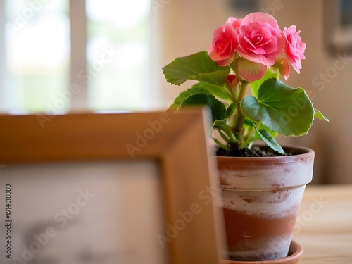 Blooming begonia elegans in a decorative pot on a wooden surface interior