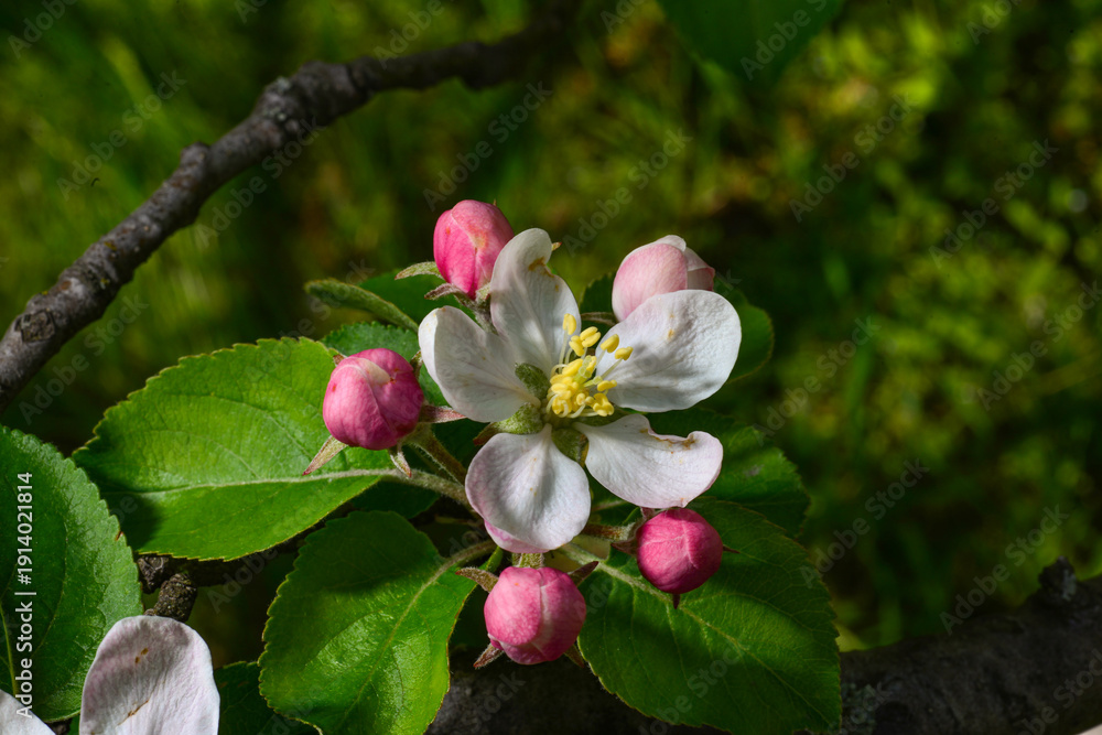 Obraz premium Spring blossom. branch of a blossoming apple tree on garden background
