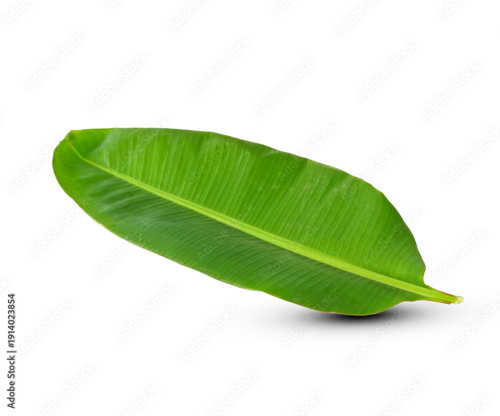Obraz premium green banana leaf isolated on white background