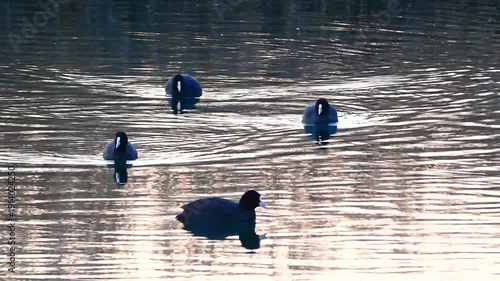 水鳥オオバンが泳ぐ冬の多摩川水辺の風景