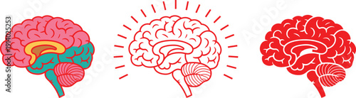 Human brain anatomy illustration showing head structure and detailed cerebellum design representing intelligence science and medical concept
